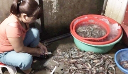 Hà Nội: Bắt quả tang cơ sở dùng kim tiêm bơm tạp chất vào tôm