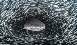 Lạ lùng cá mập bơi  giữa 'quả cầu thức ăn' khổng lồ mà không ăn con nào