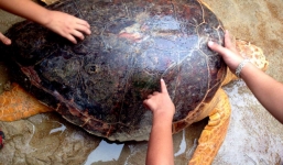 Rùa biển mai vàng quý hiêm, nặng 70 kg sa lưới ngư dân Quảng Trị