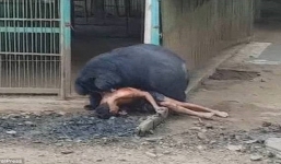 Nhử mồi trêu gấu, khách du bị gấu tấn công cho tơi tả