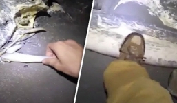 Phát hiện một sinh vật kỳ lạ gây sốc tại bờ biển Mỹ