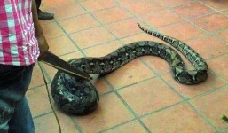 Trăn dài 2 mét bò vào nhà dân ở Đà Nẵng