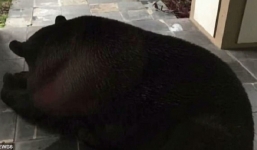 Hoảng sợ khi phát hiện gấu đen ngủ trước cửa nhà