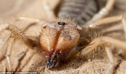 Kỳ lạ nhện lai bọ cạp xuất hiện khiến nhiều người hoảng sợ