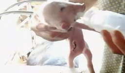 Xuất hiện con lợn kỳ quái ở Trung Quốc với 2 đầu dính liền