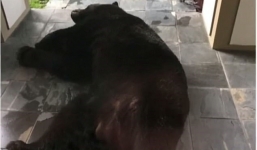 Hoảng hốt phát hiện gấu đen ngủ quên trước cửa nhà