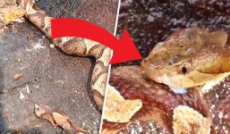 Video: Rắn kịch độc bị chặt đầu, quay sang ăn thịt chính mình