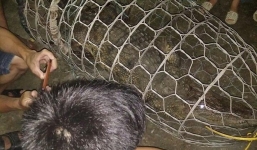 Người dân bắt được cá sấu hơn 30kg ngay tại thủ đô