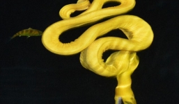 Phát hiện rắn màu vàng cực hiếm xuất hiện tại bờ biển 