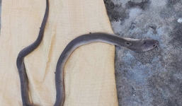 Bắt rắn làm thịt, người đàn ông bị cắn tử vong