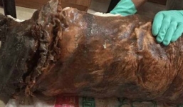 Tưởng gốc cây cổ thụ, nam thanh niên mang về hóa ra là thuốc quý