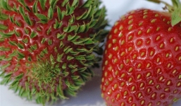 Nhìn vào bức ảnh quả dâu tây có thể biết mình mắc căn bệnh lạ hay không