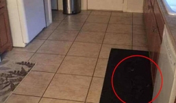 Tài ngụy trang siêu đỉnh của chú chó mực khiến cư dân mạng thích thú