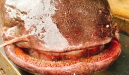 'Thủy quái' cá leo nặng 61kg, dài gần 2m bay về Hà Nội