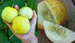 Những loại dưa chuột kỳ lạ nhất thế giới