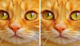 Những câu đố thách thức người tinh mắt