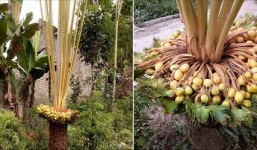 Xôn xao chuyện cây vạn tuế đẻ 400 'quả trứng vàng”