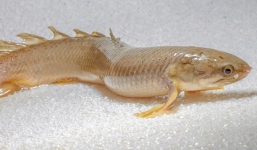 Ngắm loài cá siêu lạ: Đi trên cạn, sống trong không khí hàng tháng 