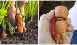 Ly kỳ: Phát hiện nhẫn kim cương có trong củ cà rốt ở Canada