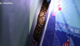 Video: Trăn khổng lồ núp dưới gầm giường đứa trẻ