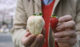 Dâu tây Bạch tuyết hiếm nhất thế giới, 200.000 đồng/quả 