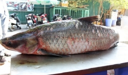 Cá trắm 'khổng lồ' xuất hiện tại Hà Nội gây xôn xao