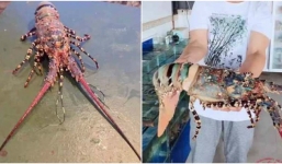 Bắt được tôm hùm quý hiếm, khách trả 1,2 tỷ đồng ngư dân không bán