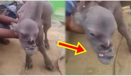 Chuyện lạ dê giống mặt người đến khó tin