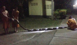 Ni cô cao 1,2m bị trăn khổng lồ dài 8m tấn công