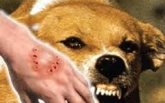 Chó dại cắn 2 người tử vong ở Đắk Lắk