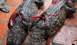 Sự thật thông tin bắt được cá sấu nặng 83 kg ở Cà Mau