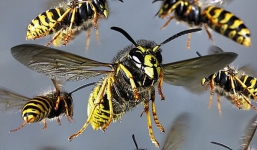 7 loài vật có thể sống sót dù có chiến tranh hạt nhân