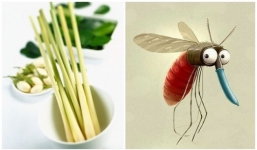 5 mẹo đuổi muỗi đơn giản mà hiệu quả