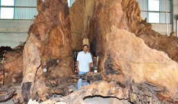 Gốc bàng 600 tuổi được trả 35 tỉ mà chủ nhân chưa bán