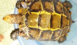 Bắt được rùa vàng 3kg, thương lái trả gần tỷ không bán, mang thả