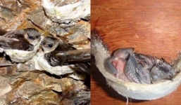 Cuộc đời bi thương của loài chim Yến khi có bàn tay khai thác của con người