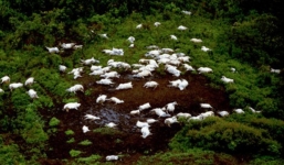 Bí ẩn hồ tử  thần xóa sổ ngôi làng chỉ sau một đêm