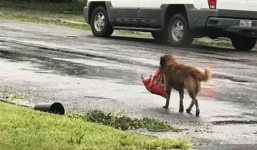 Siêu bão Mỹ: Hình ảnh chú chó tha túi thức ăn gây sốt mạng xã hội