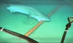 Cận cảnh cá mập cắn cáp quang dưới đáy biển 