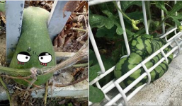 Những kiểu mọc “oái ăm” của cây quả