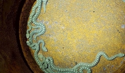 Cha mẹ kinh hãi phát hiện hàng chục con rắn độc trong đồ chơi của con