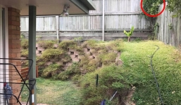 Nếu phát hiện ra con mãng xà trong bức ảnh này chứng tỏ độ tinh của mắt bạn