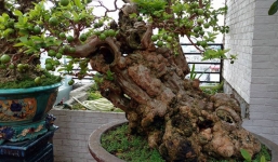 Hà Nội: Dân chơi cây cảnh đứng ngồi không yên với cây ổi độc giá cả tỷ đồng