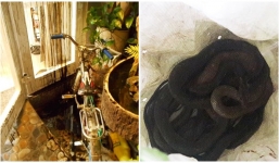 Một nhà báo ở Đà Nẵng bị 'khủng bố' bằng rắn độc và dầu luyn