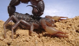 Khi bị bọ cạp Nam Phi đốt hậu quả sẽ như thế nào