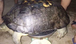 Phát hiện rùa 'khủng' khi đi thắp hương cho người quá cố