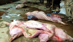 Phạt đến 200 triệu đồng nếu bán thịt lợn chết, chân trâu không rõ nguồn gốc