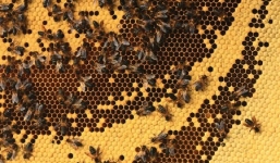 Cởi đồ ngồi lên tổ ong vì 1.000 đô