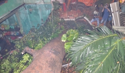 Cây cổ thụ đổ đè sập 4 căn nhà, hơn 10 người may mắn thoát nạn