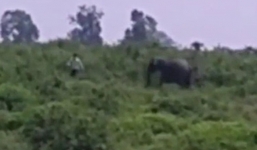 Chết thảm chỉ vì cố chụp ảnh tự sướng dưới chân voi